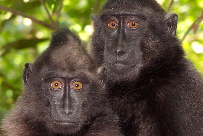 Macaca nigra couple