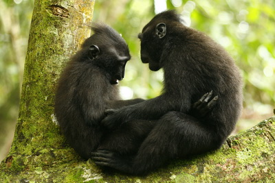 Macaca nigra juvenile